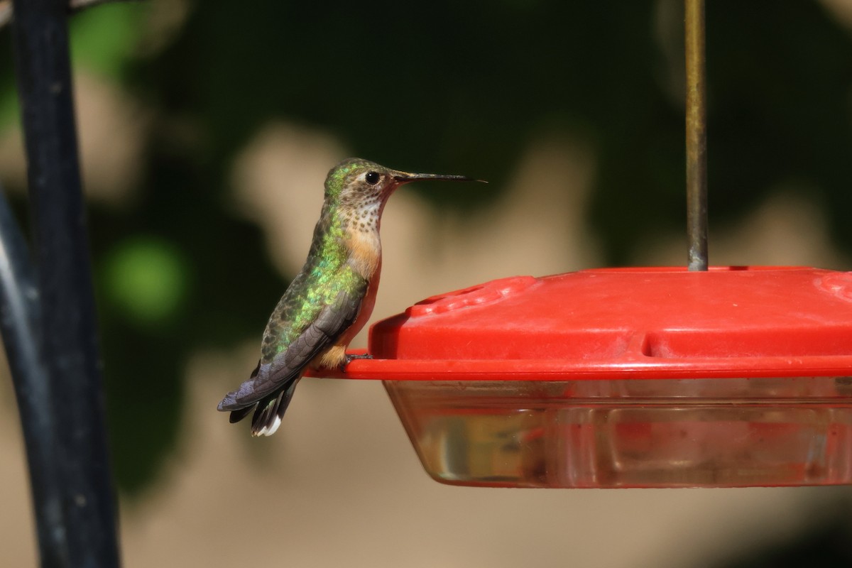 Rufous Hummingbird - ML618744687