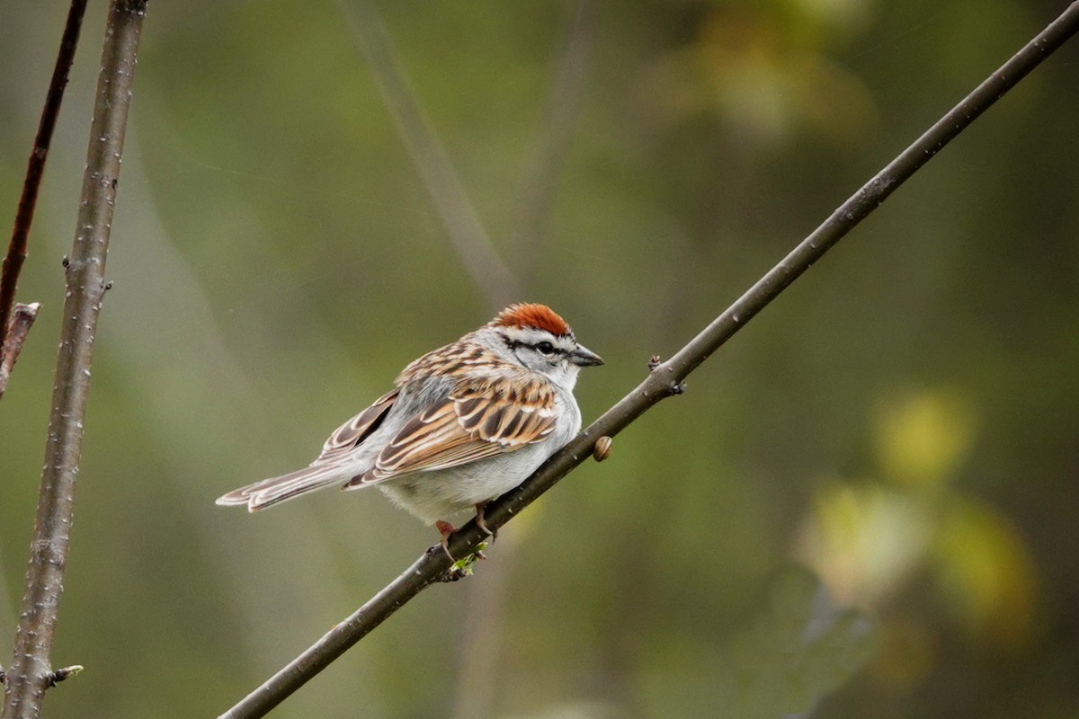 Chipping Sparrow - ML618744721