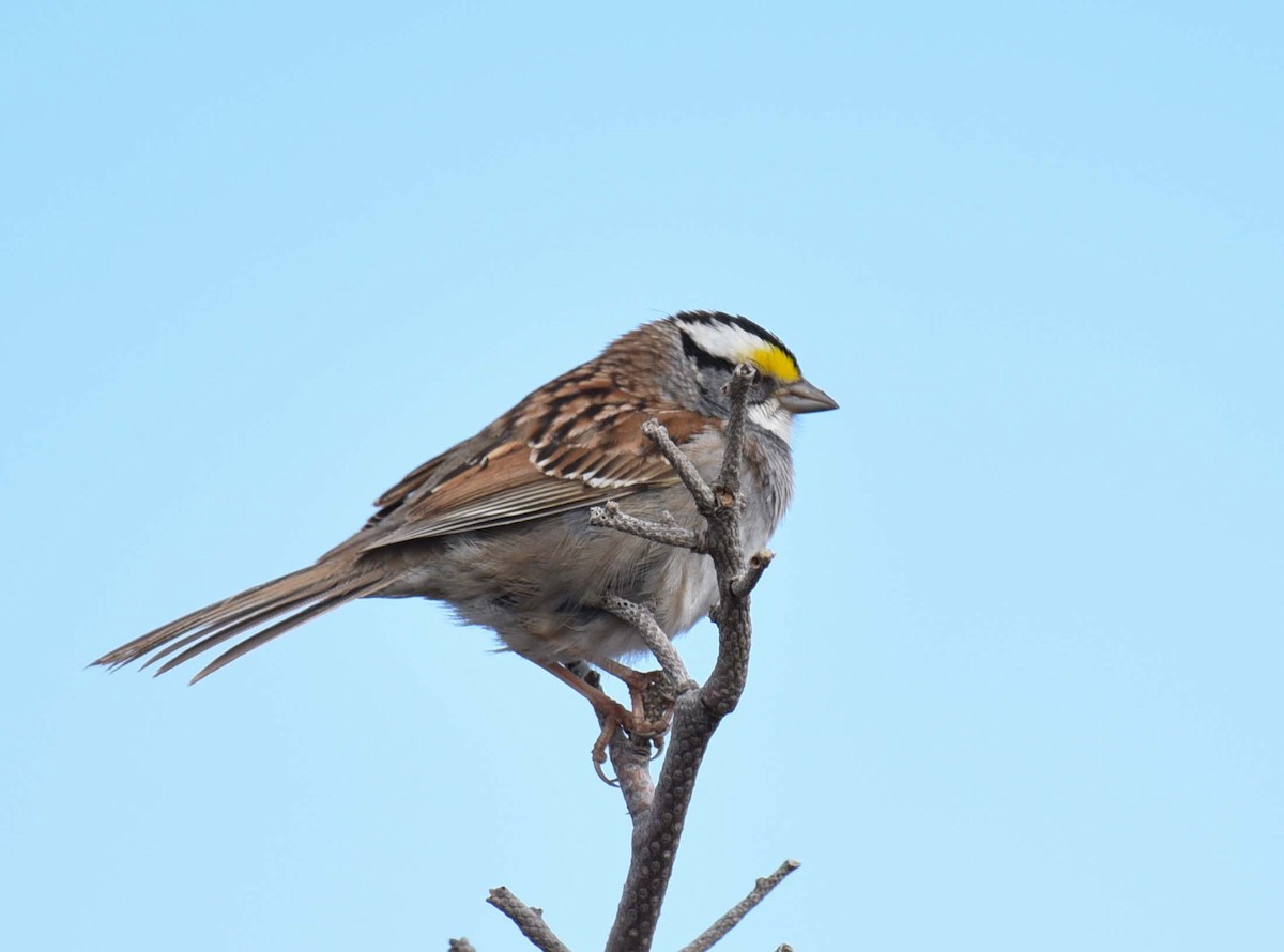 White-throated Sparrow - ML618744747