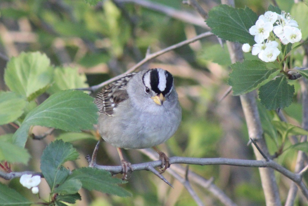 White-crowned Sparrow - ML618744798
