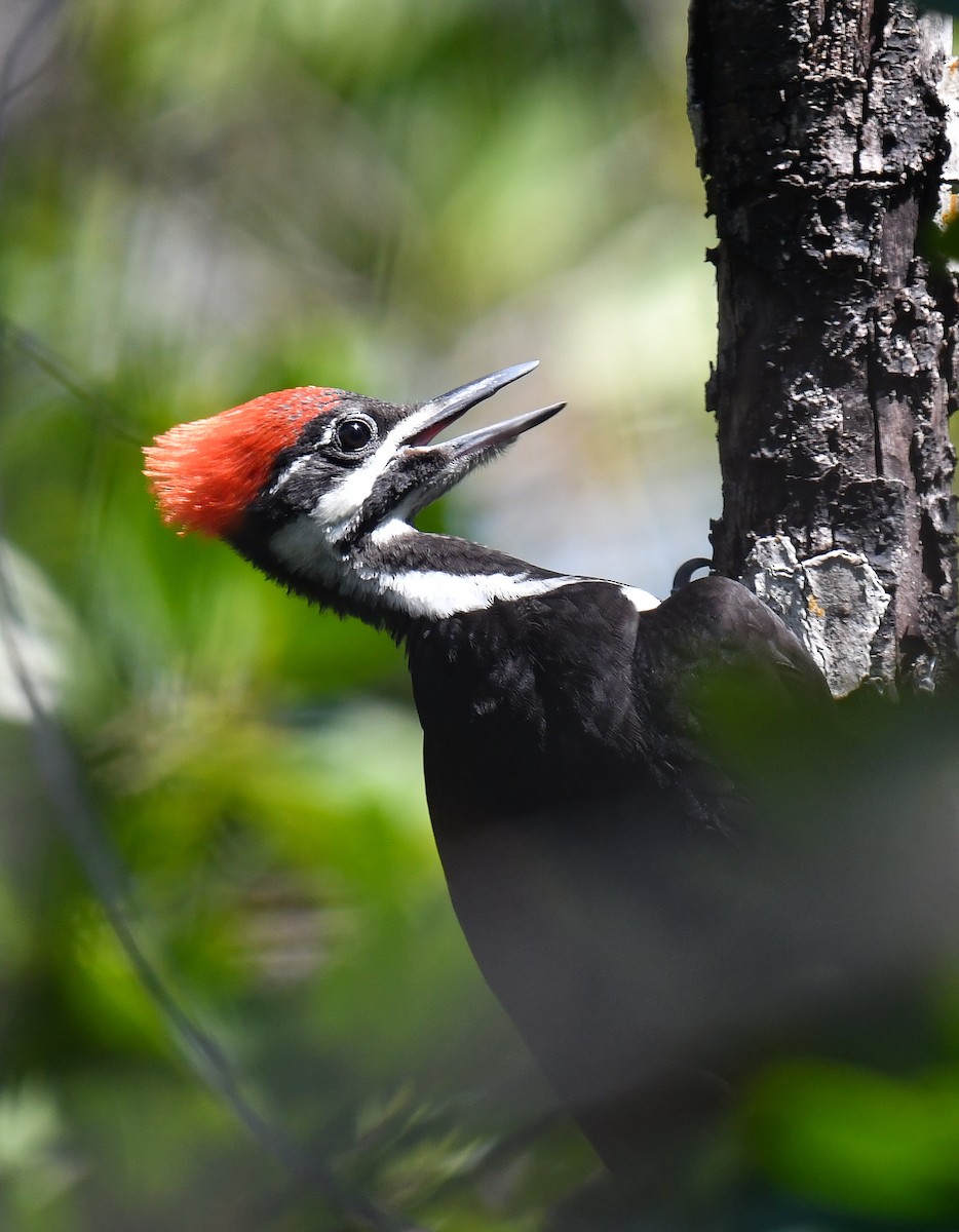 Pileated Woodpecker - ML618744815