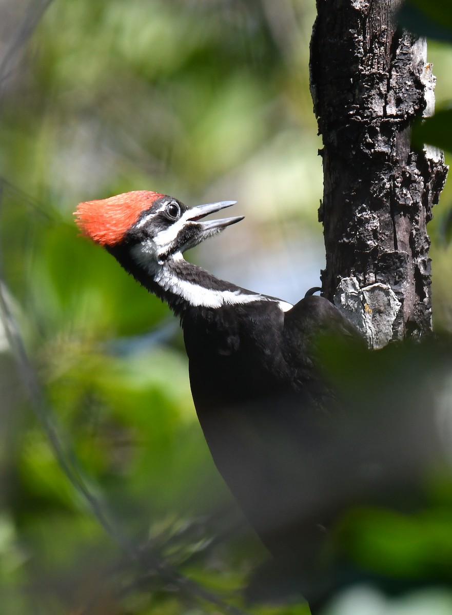 Pileated Woodpecker - ML618744816