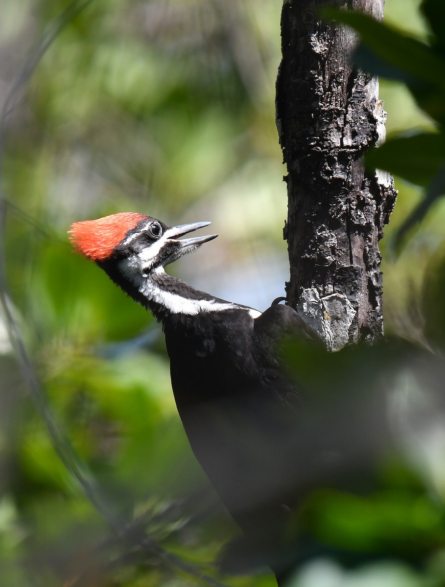 Pileated Woodpecker - ML618744818