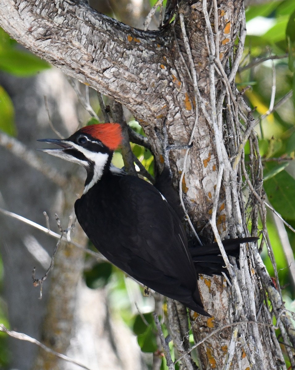 Pileated Woodpecker - ML618744819