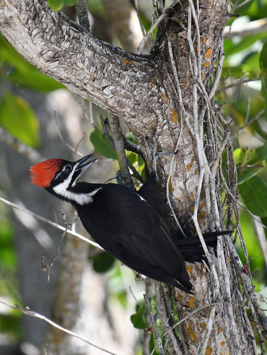 Pileated Woodpecker - ML618744821