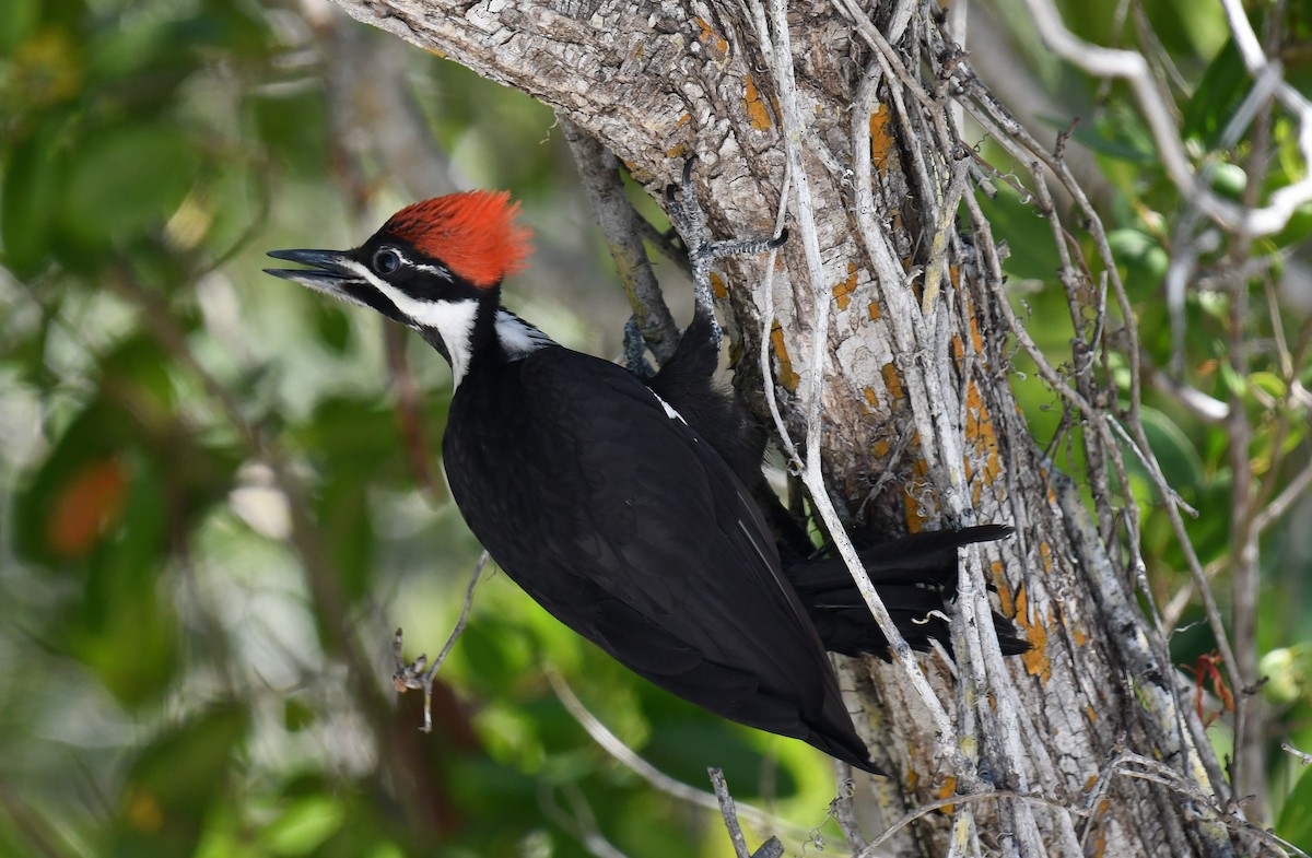 Pileated Woodpecker - Elaine Thomas
