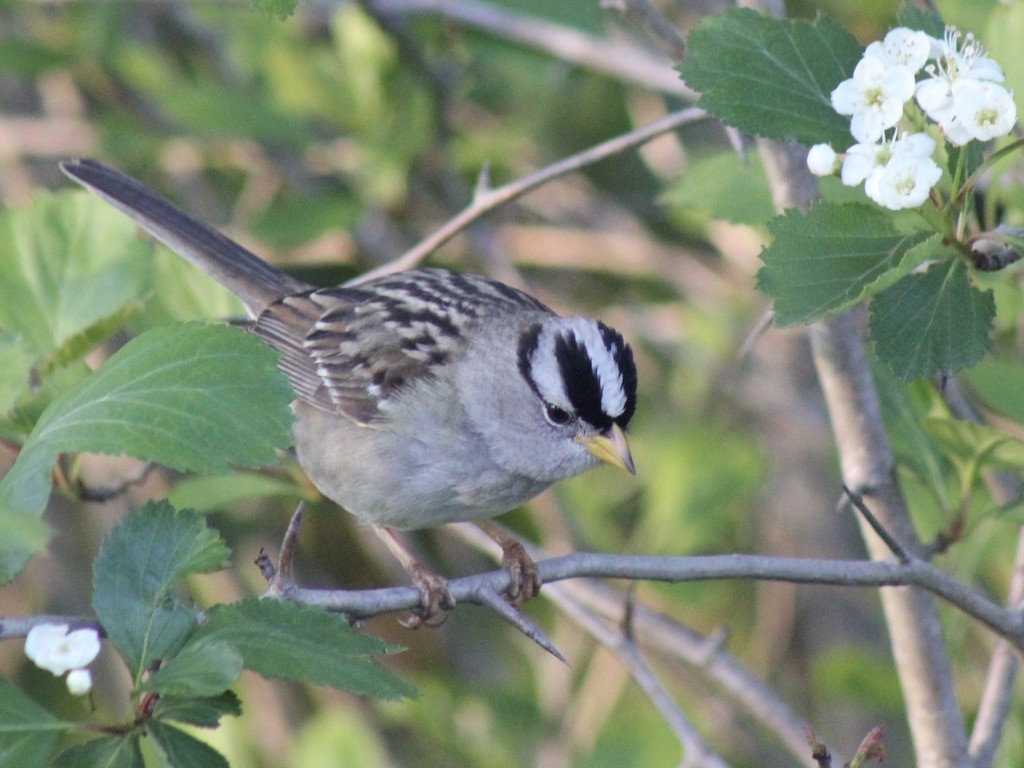 White-crowned Sparrow - ML618744853