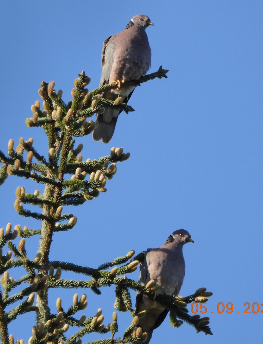 Band-tailed Pigeon - ML618744856