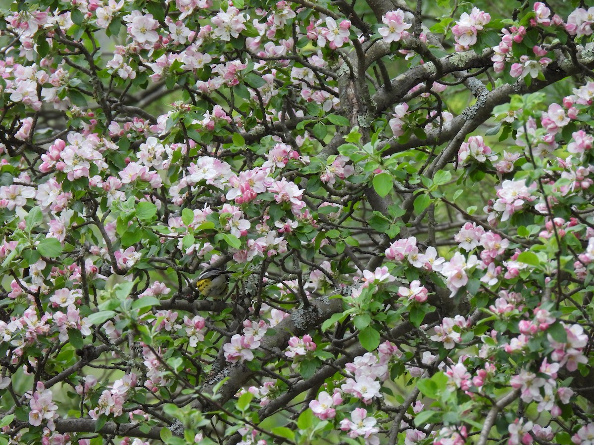Magnolia Warbler - ML618744857