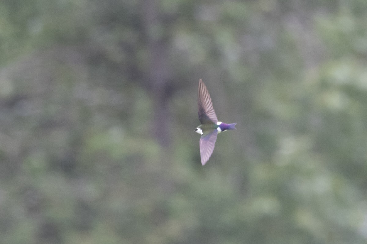 Violet-green Swallow - ML618744864