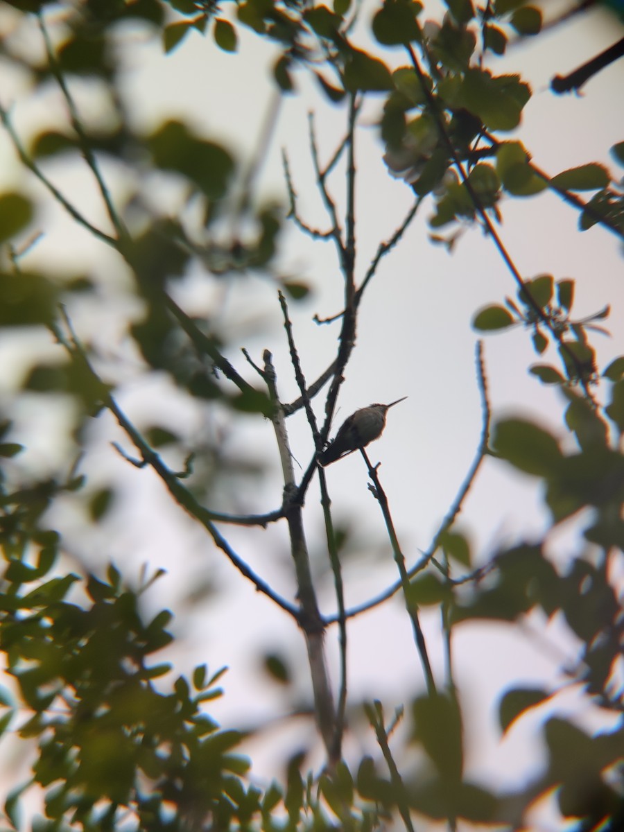 Ruby-throated Hummingbird - ML618744902