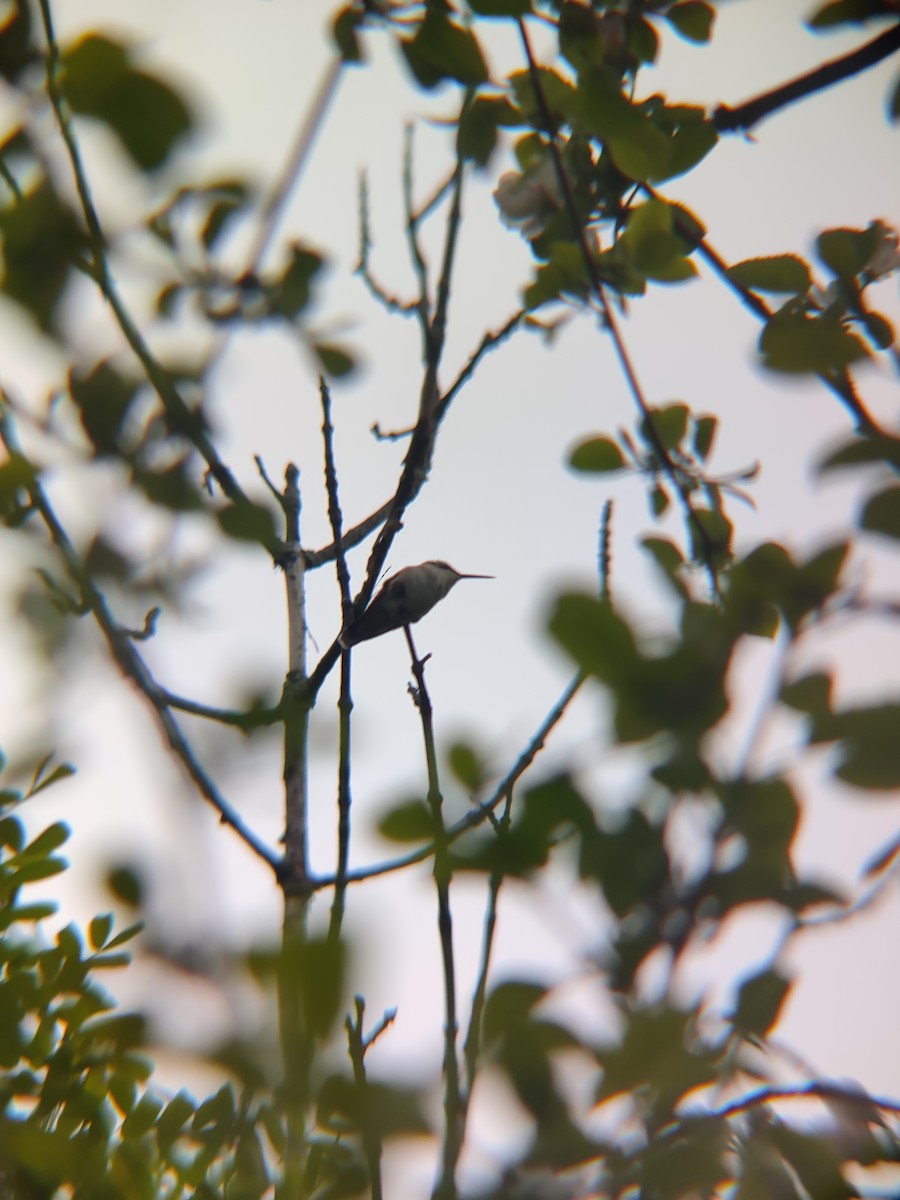 Ruby-throated Hummingbird - ML618744907
