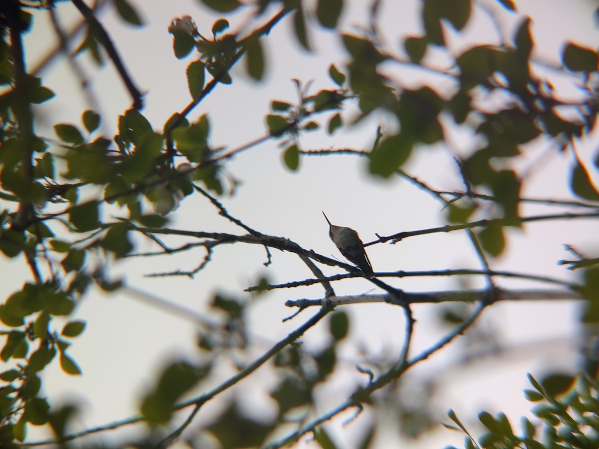 Ruby-throated Hummingbird - ML618744909