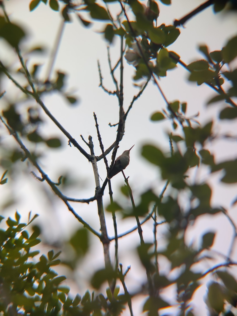 Ruby-throated Hummingbird - ML618744910