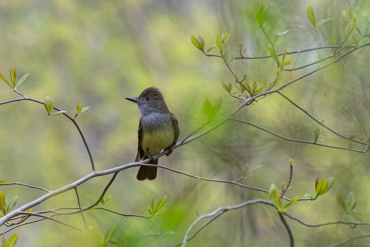 Great Crested Flycatcher - ML618744971