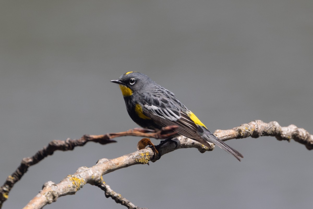 Yellow-rumped Warbler (Audubon's) - ML618744979