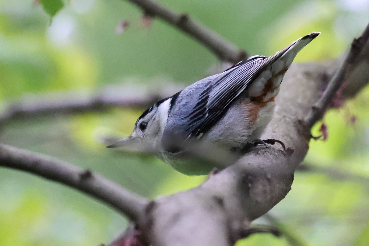White-breasted Nuthatch - ML618745076