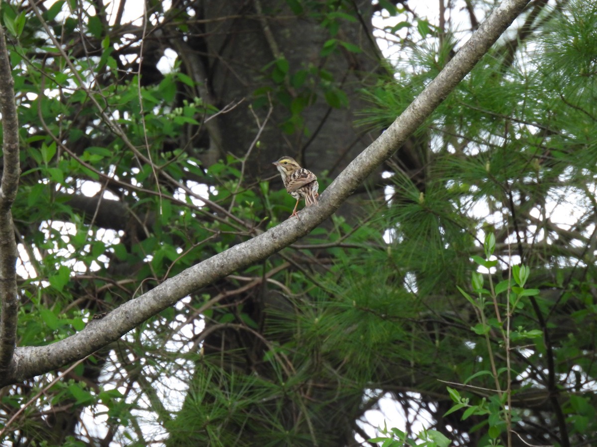 Savannah Sparrow - ML618745078