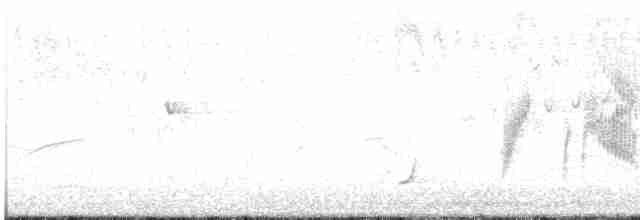 tyranovec vrbový - ML618745098