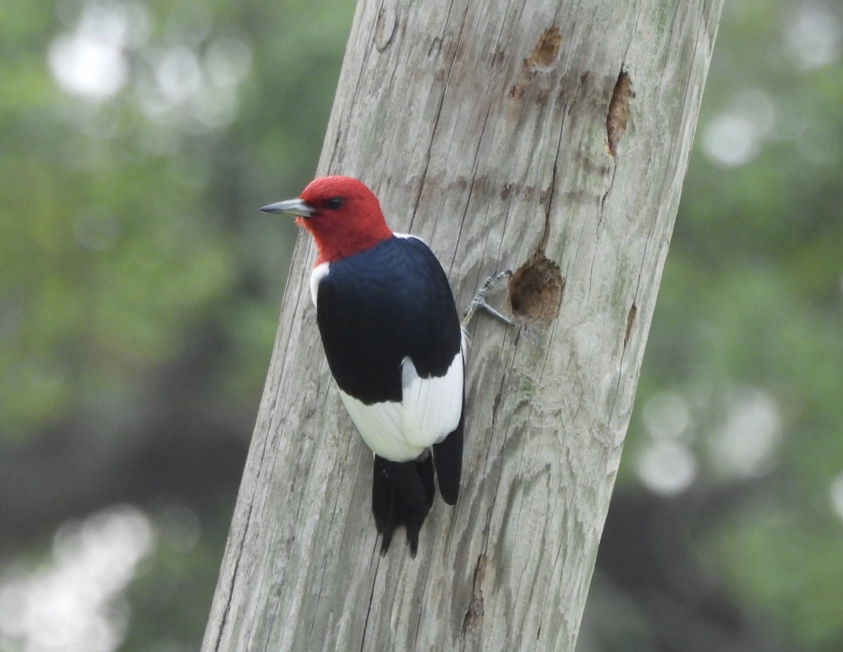 Red-headed Woodpecker - ML618745105