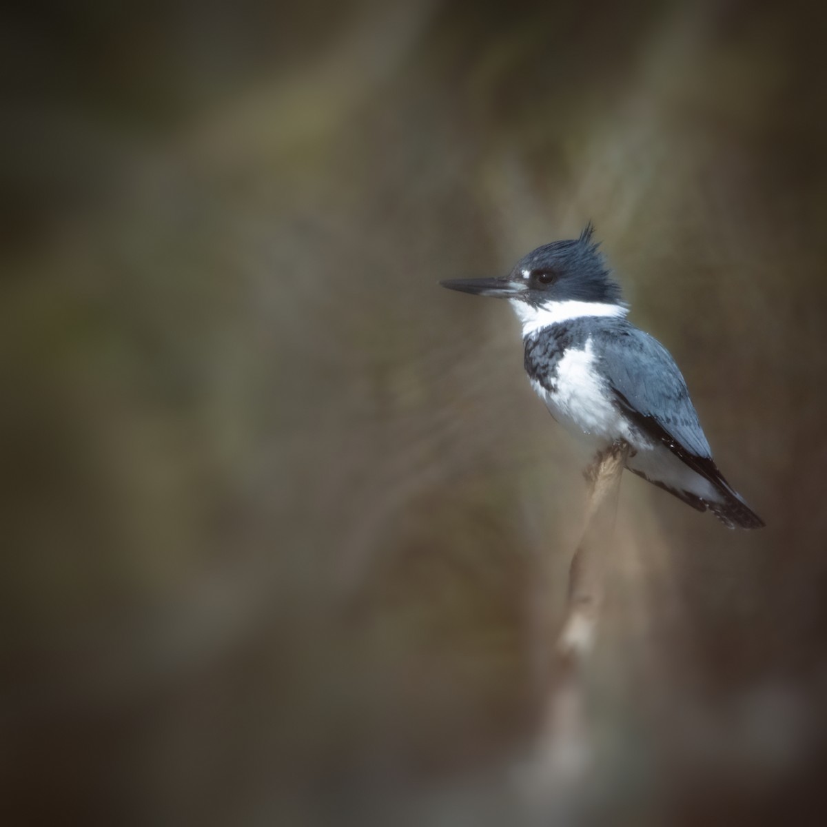 Belted Kingfisher - ML618745108