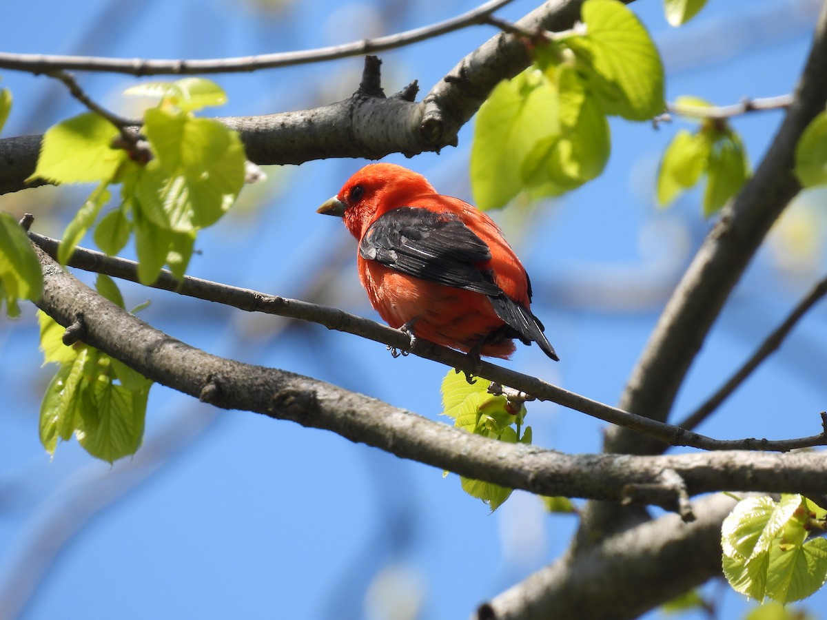 Scarlet Tanager - ML618745121