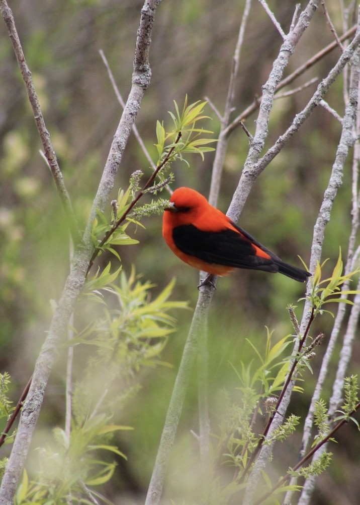 Scarlet Tanager - ML618745122
