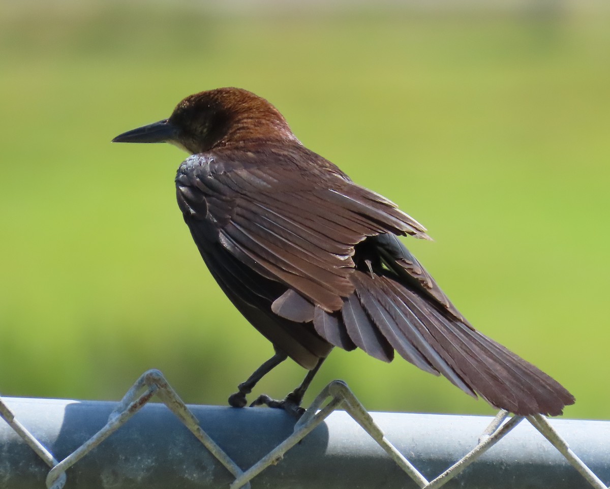 Boat-tailed Grackle - ML618745126