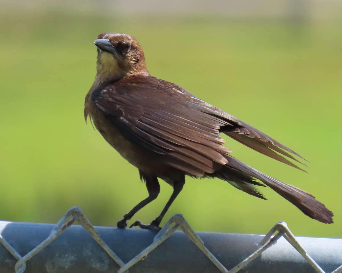 Boat-tailed Grackle - ML618745128