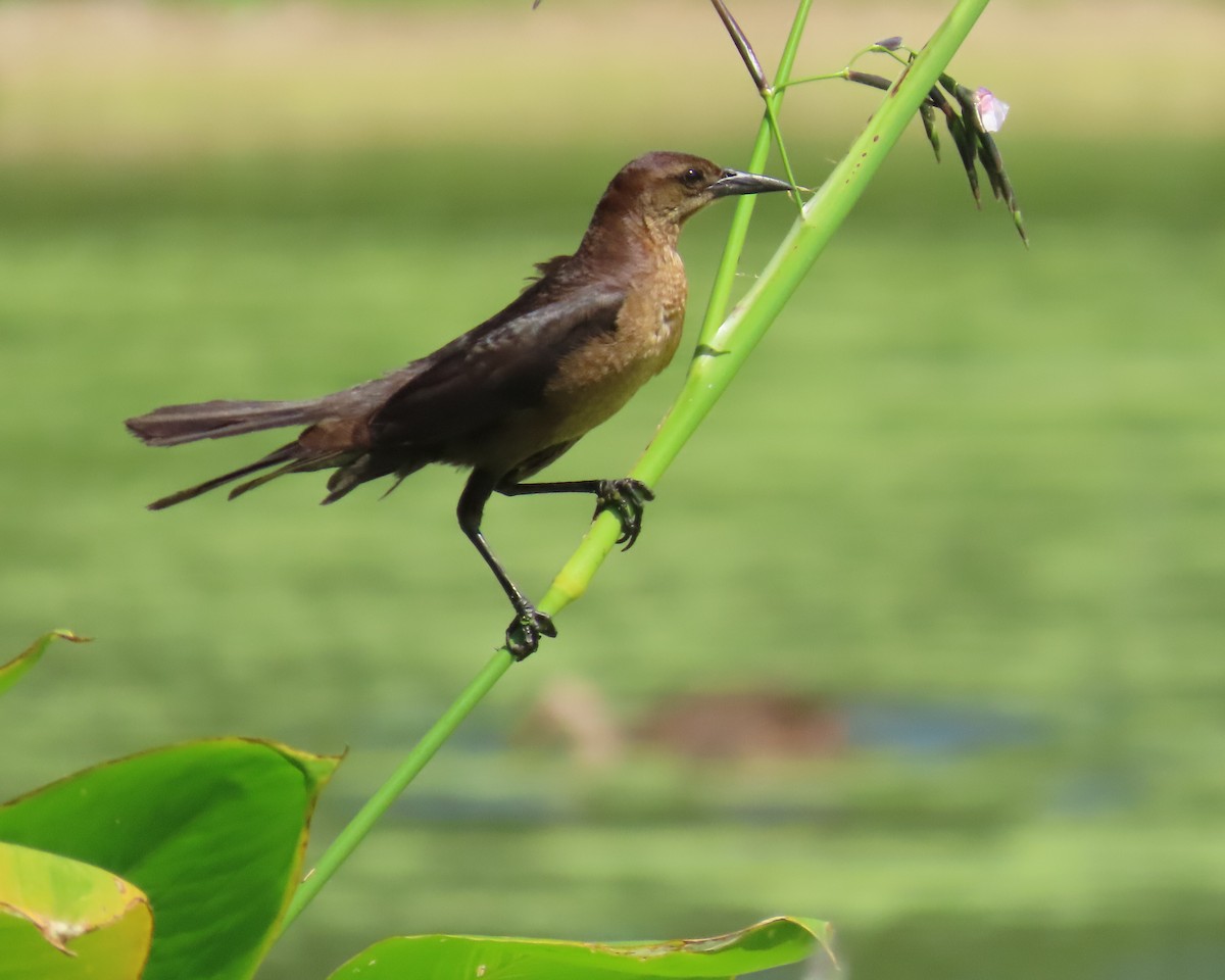 Boat-tailed Grackle - ML618745129