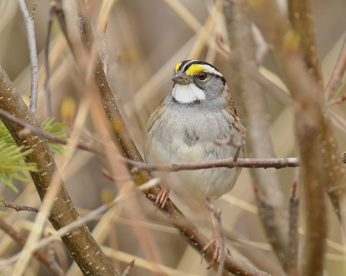 White-throated Sparrow - ML618745177
