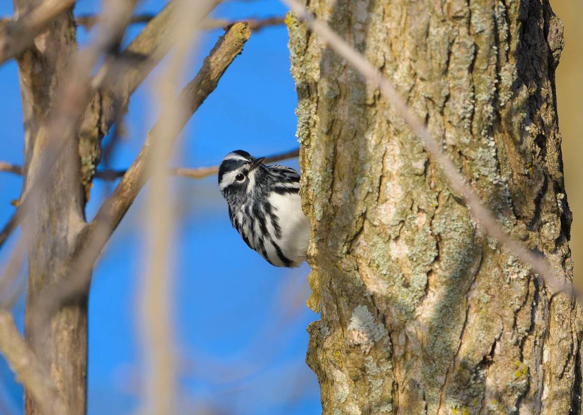 Black-and-white Warbler - ML618745233