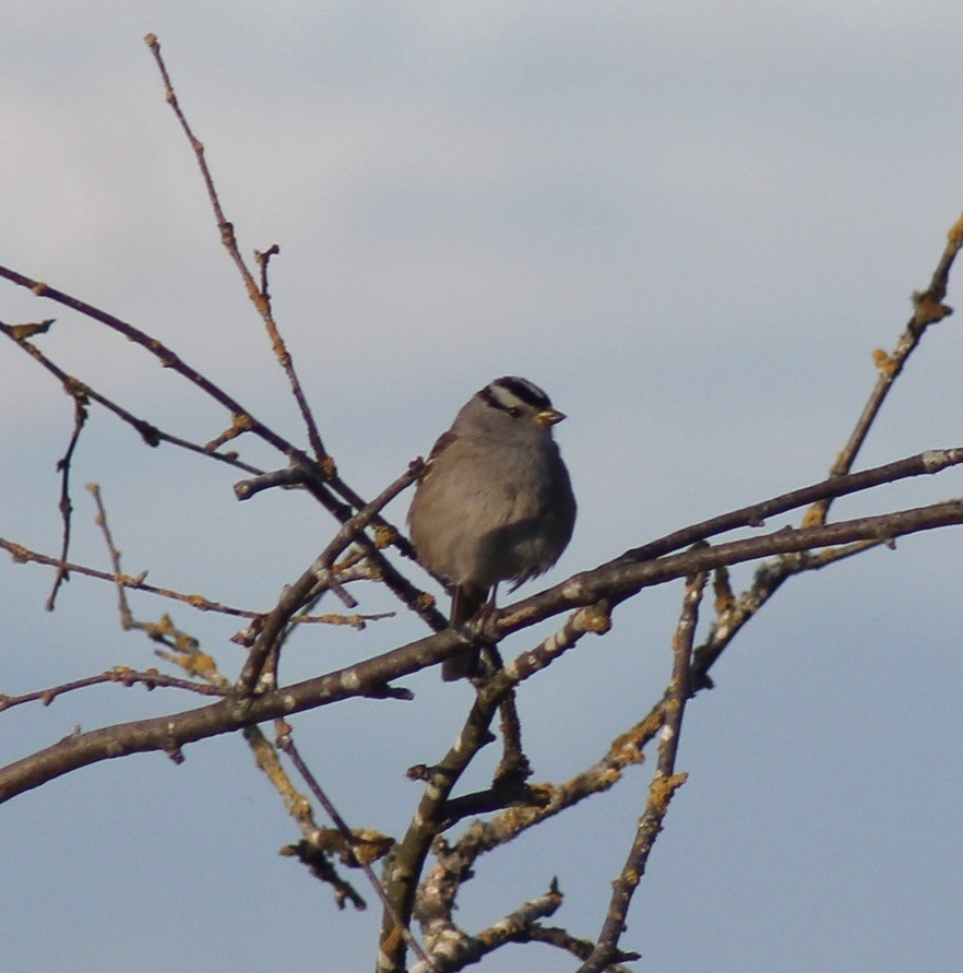 White-crowned Sparrow - ML618745304