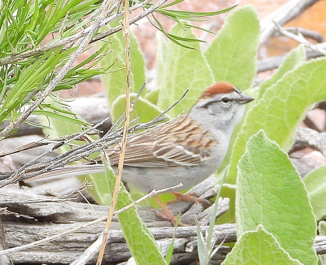 Chipping Sparrow - ML618745319