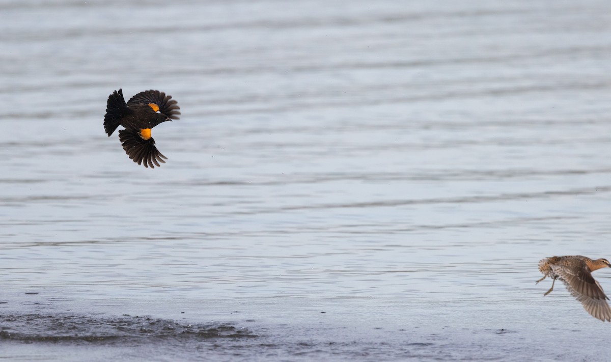 Red-winged Blackbird (Red-winged) - ML618745325