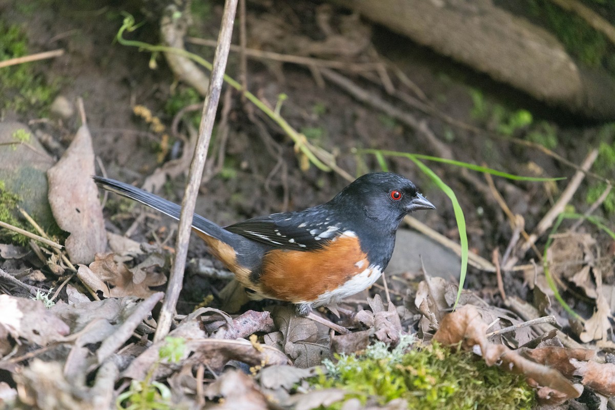 Spotted Towhee - ML618745349