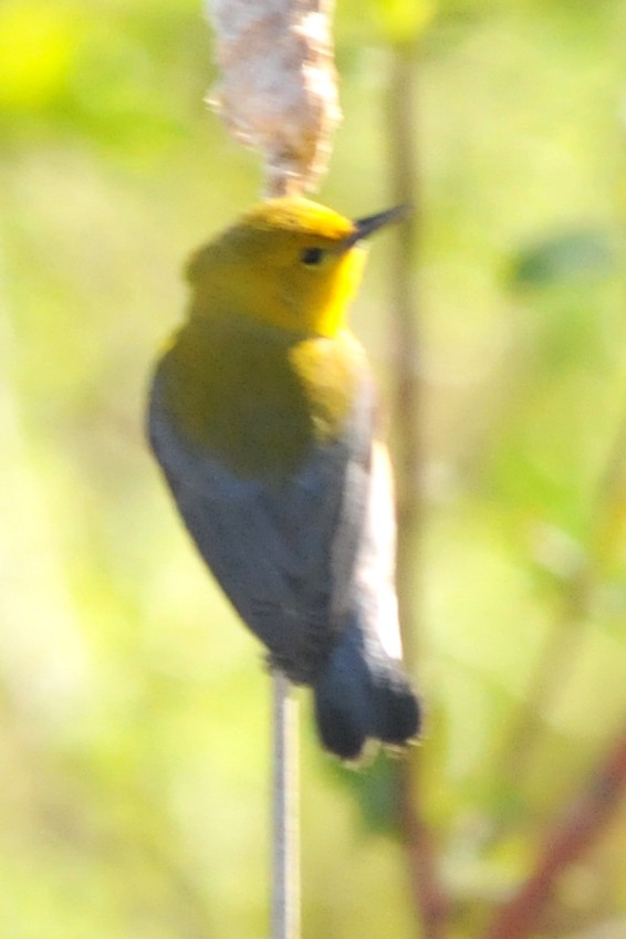 Prothonotary Warbler - ML618745394