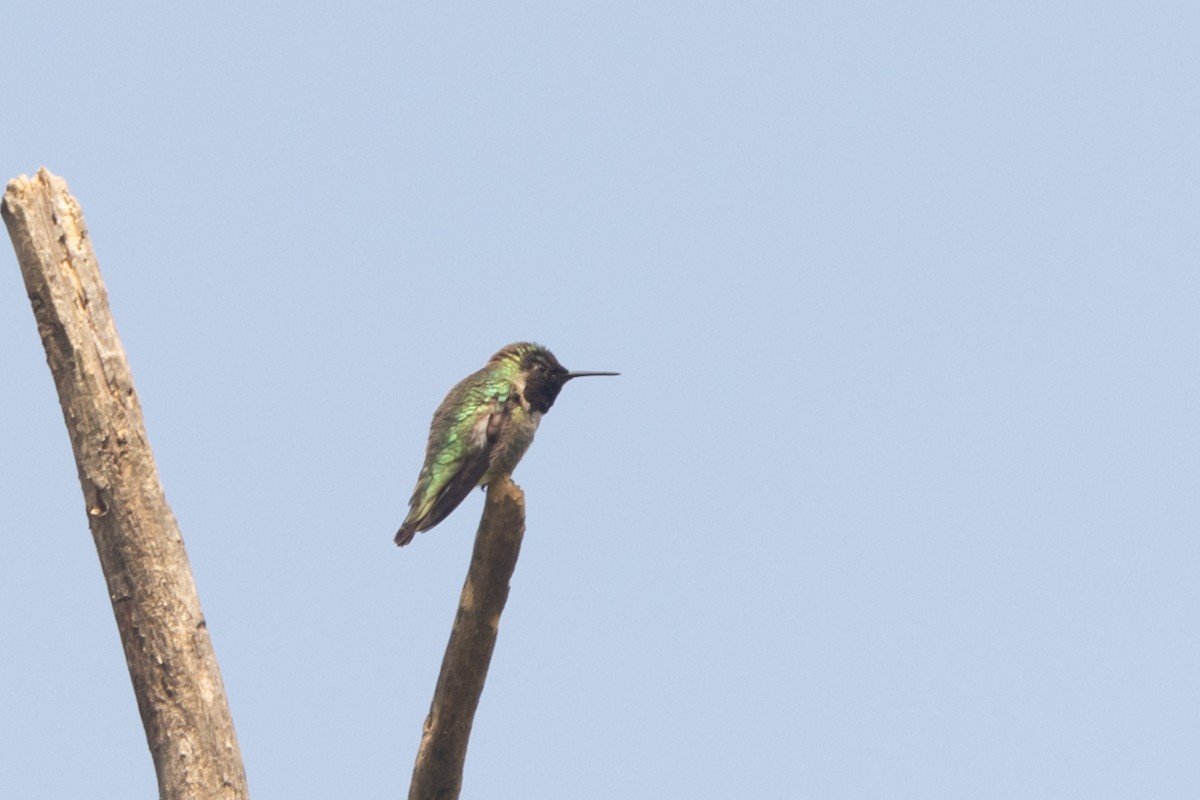 Anna's Hummingbird - ML618745403