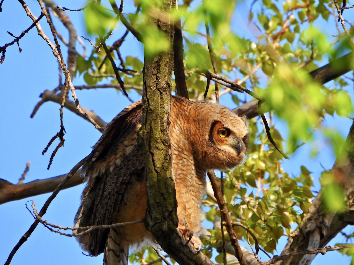 Great Horned Owl - ML618745423