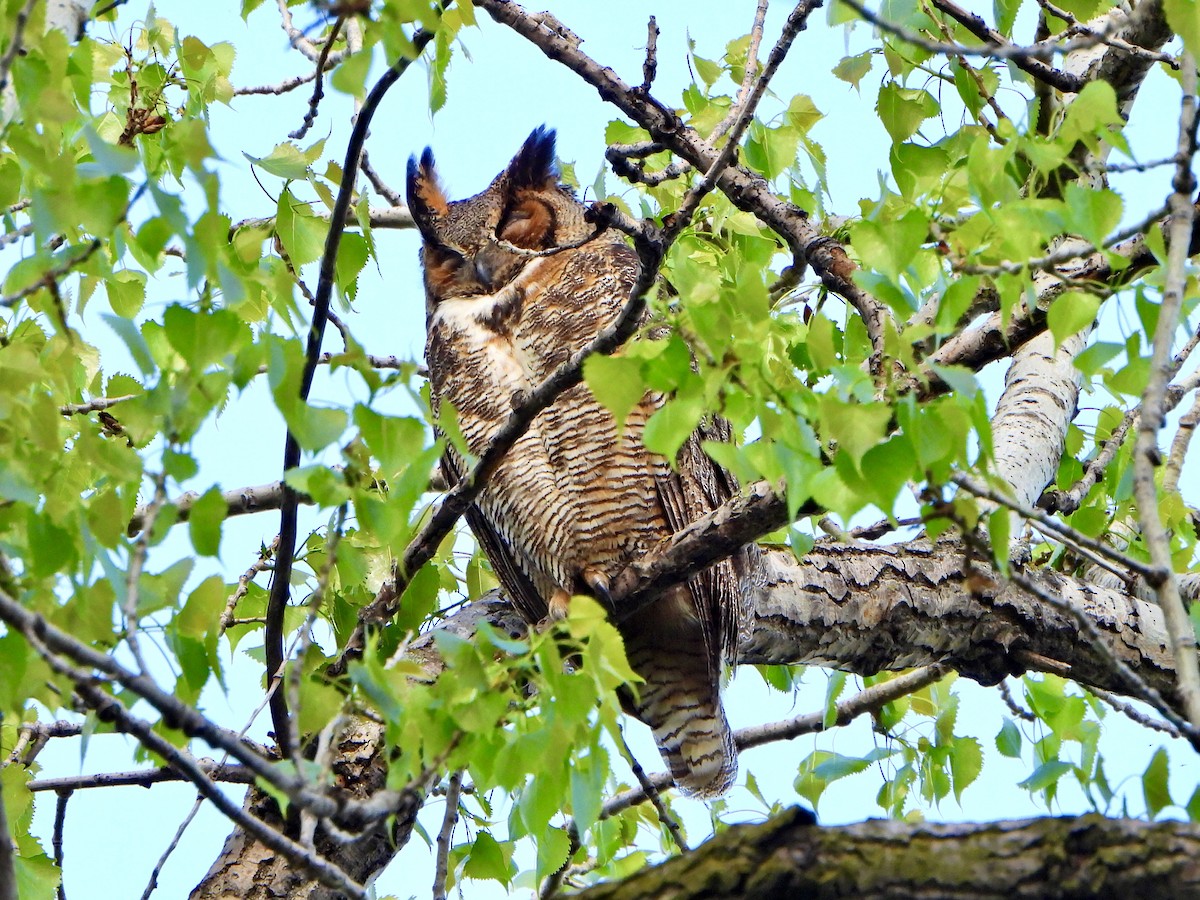 Great Horned Owl - ML618745424