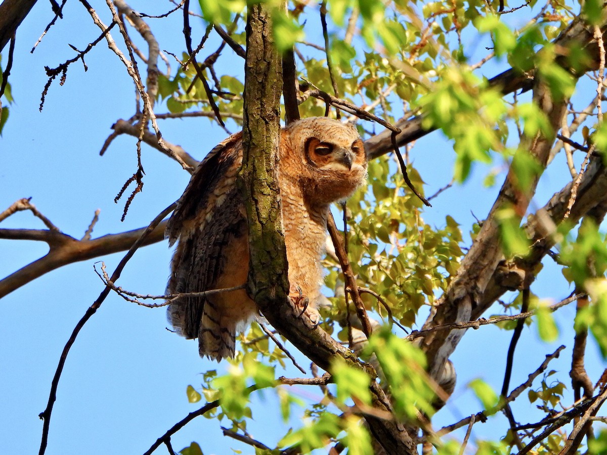 Great Horned Owl - ML618745425
