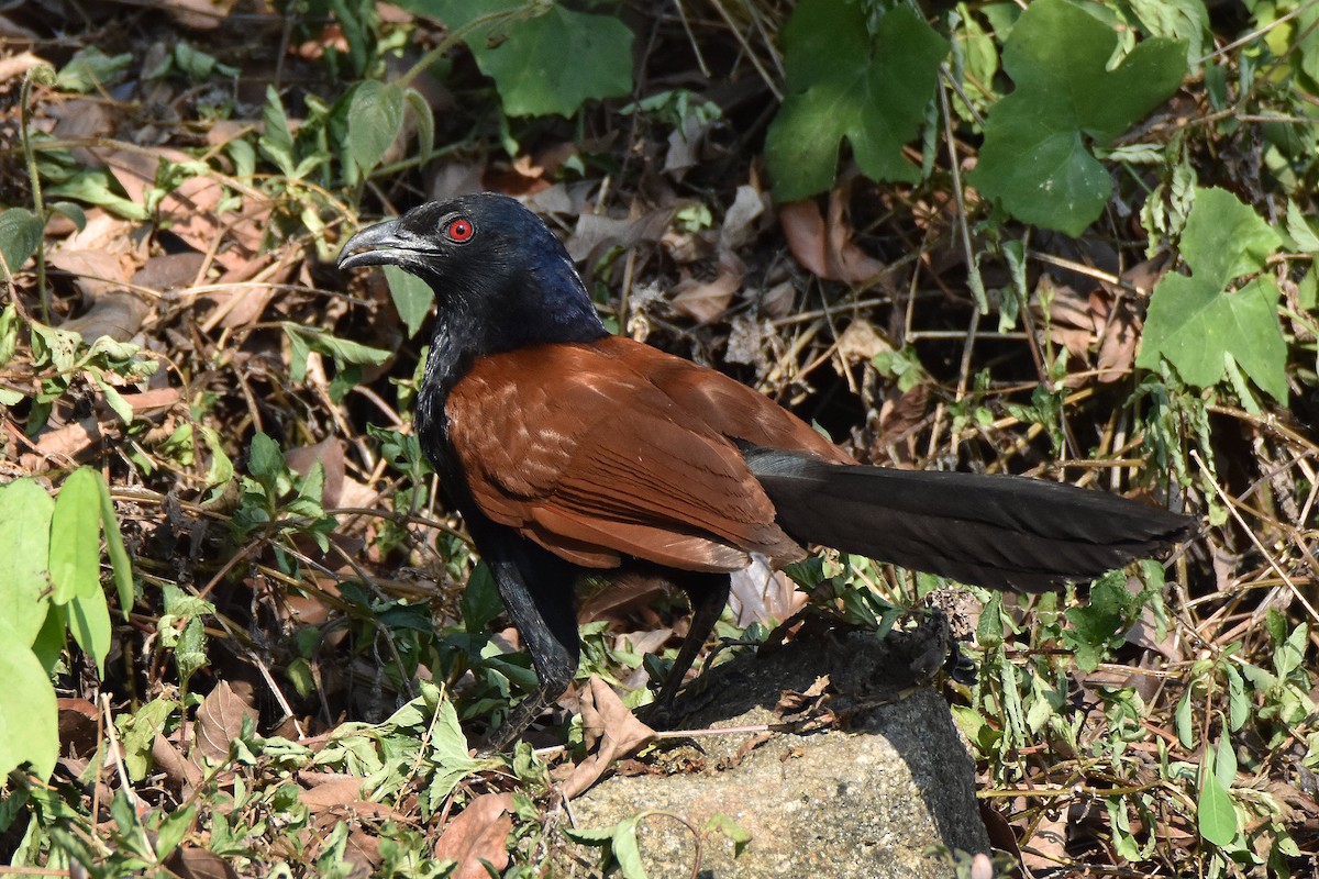 Greater Coucal - ML618745438