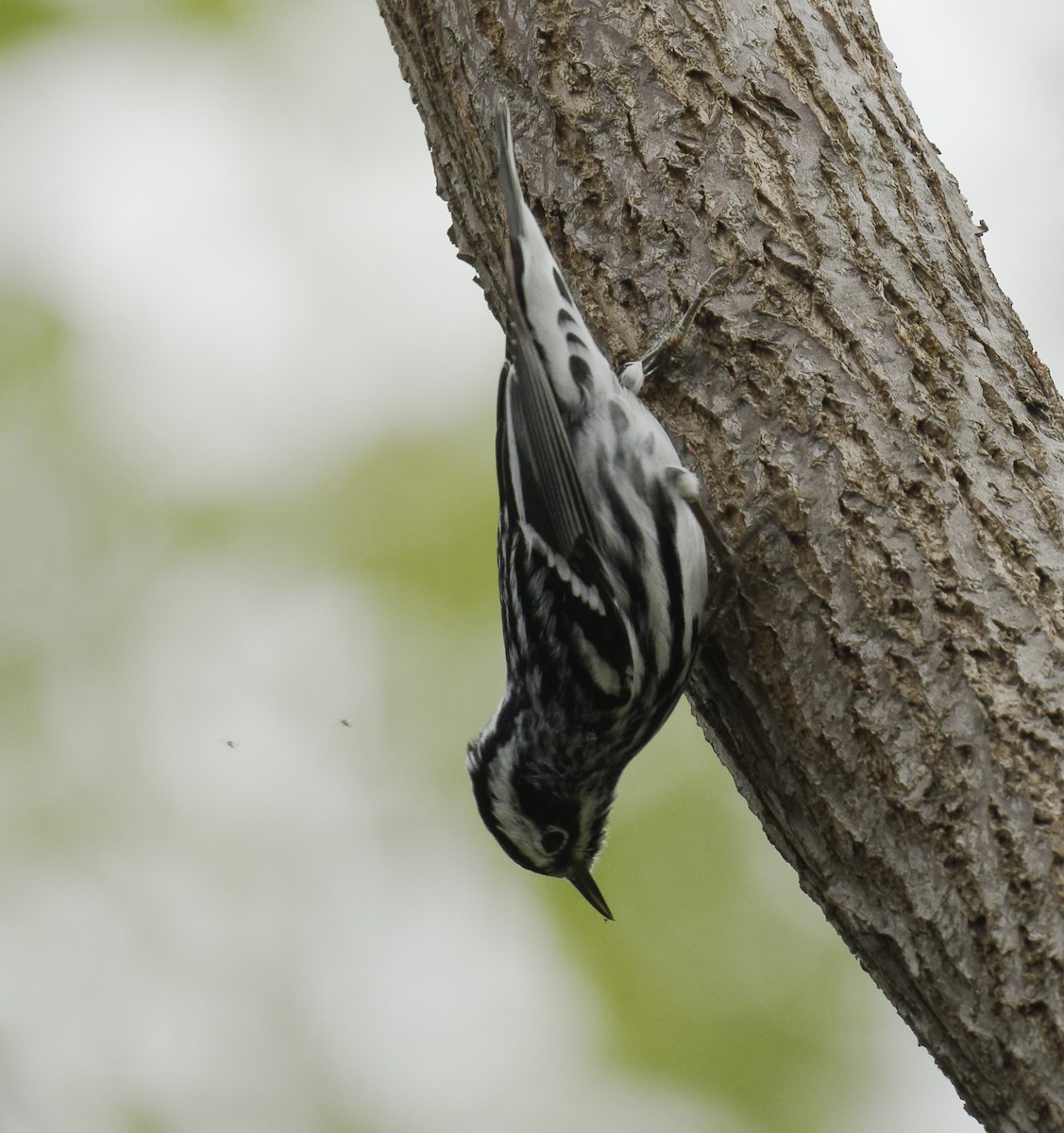Black-and-white Warbler - ML618745443