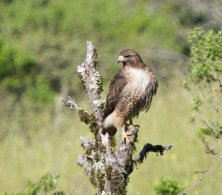 Red-tailed Hawk - ML618745452