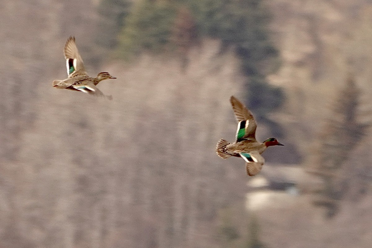 Green-winged Teal - ML618745498
