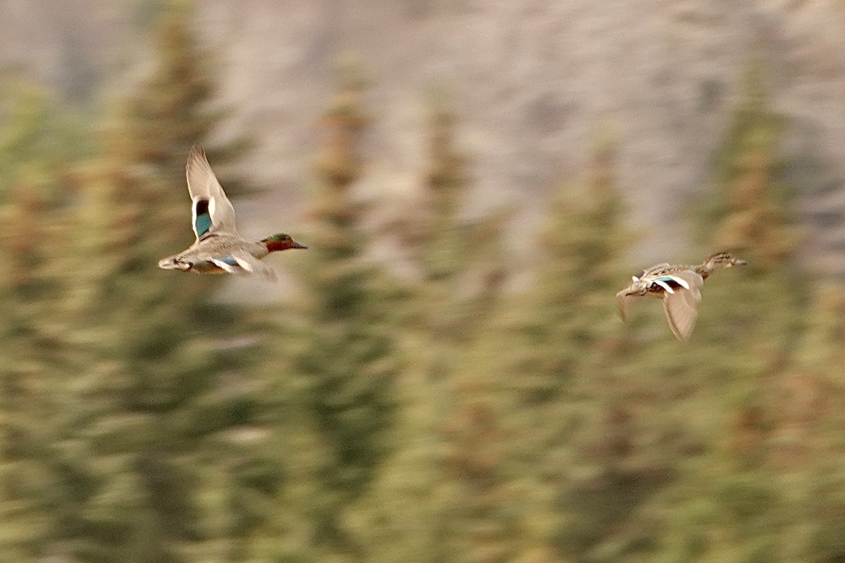 Green-winged Teal - ML618745499