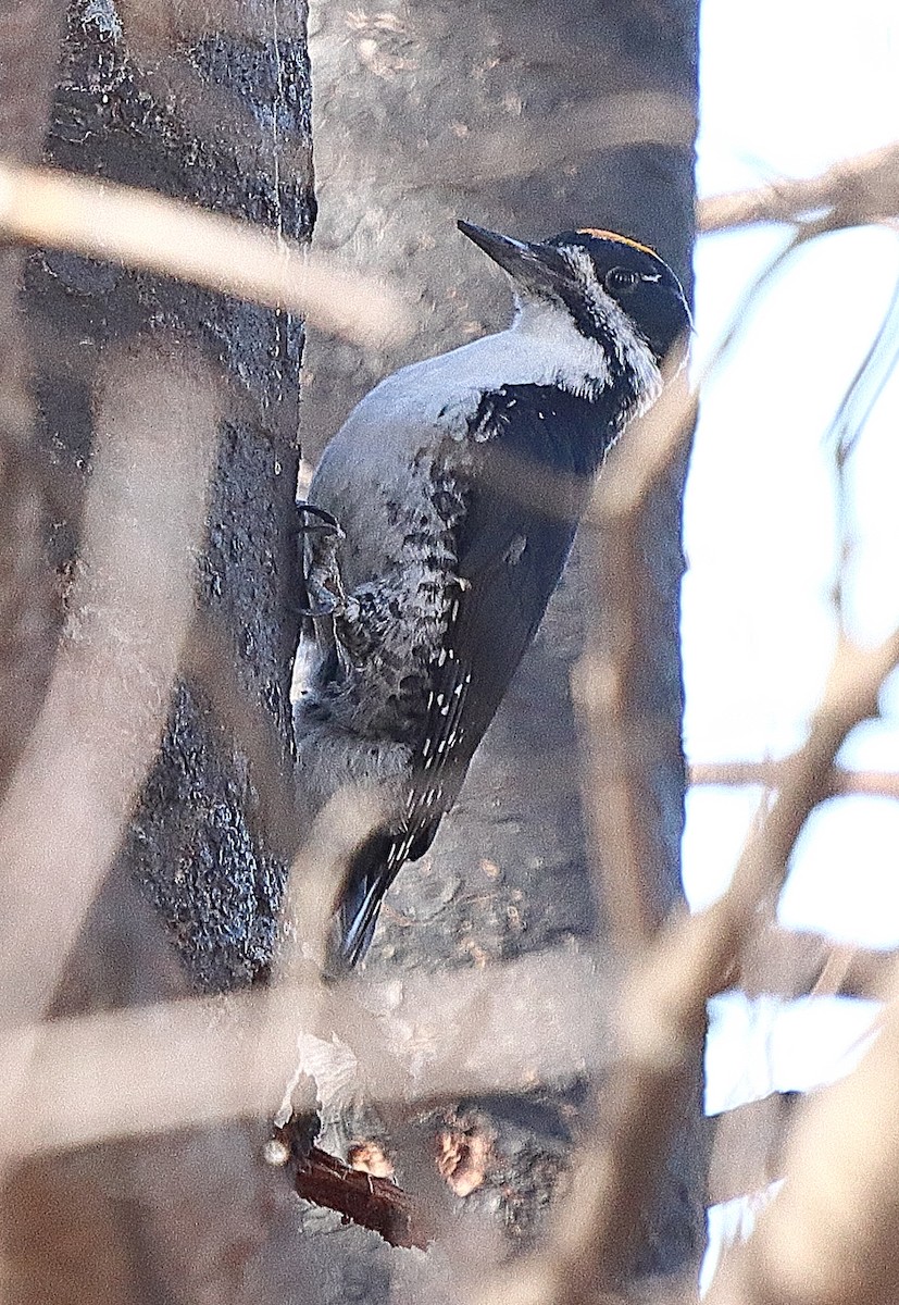 Black-backed Woodpecker - ML618745537