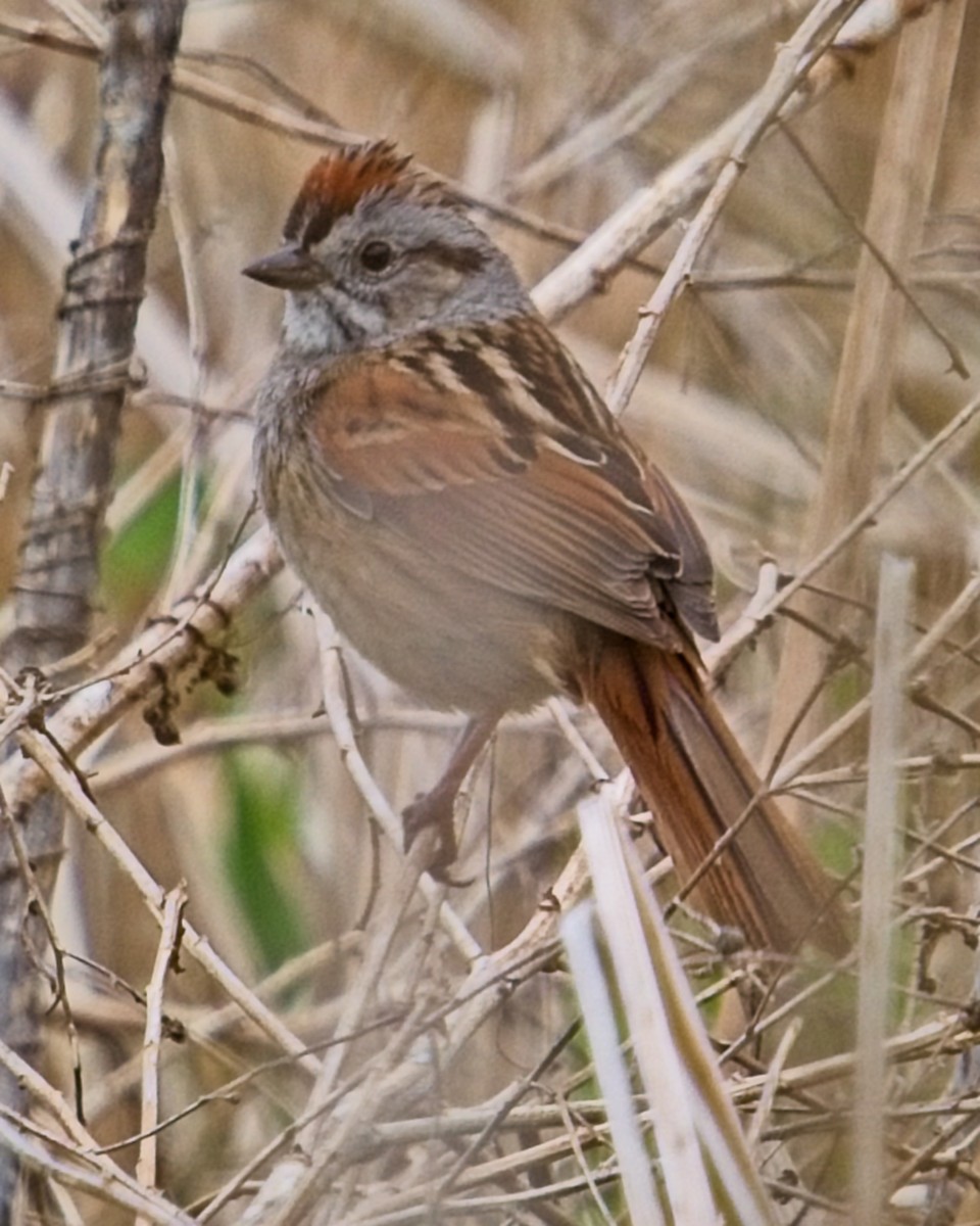 Swamp Sparrow - ML618745543