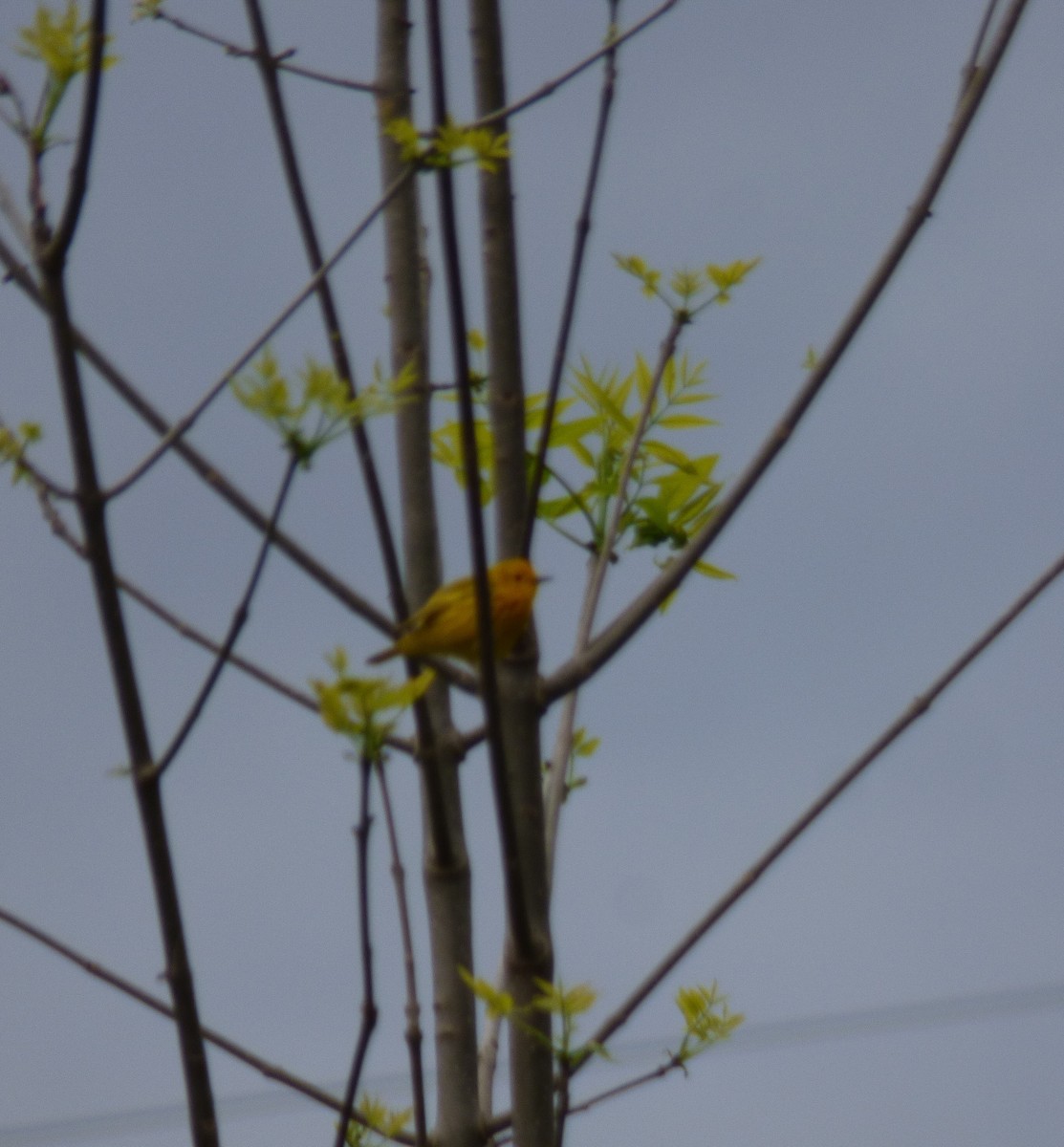 Yellow Warbler - ML618745558