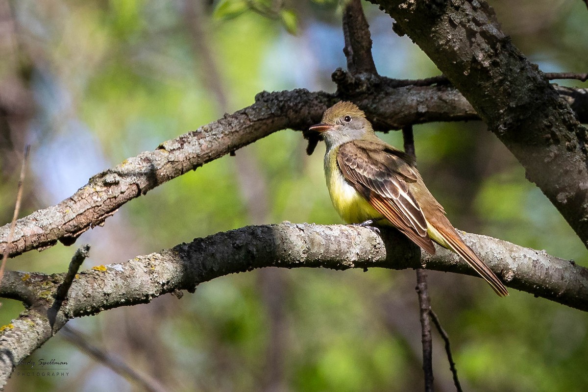 Great Crested Flycatcher - ML618745561